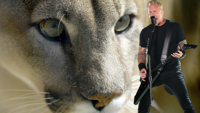 Pumayı, Metallica şarkısıyla kaçırdı!