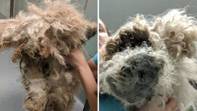 Son hali duygulandırdı