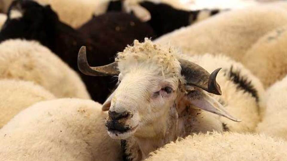 Kurban Bayramı kaç gün tatil olacak?