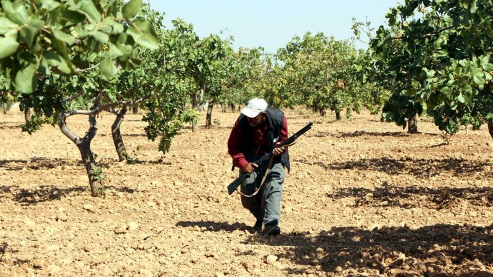 'Yeşil altın' için 24 saat silahlı nöbet!