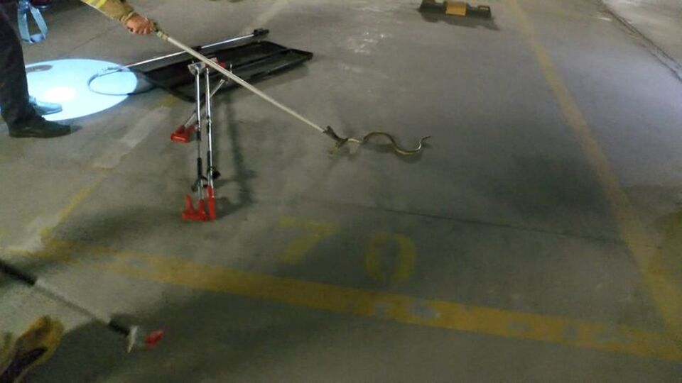 Beylikdüzü'nde lüks sitede yılan paniği