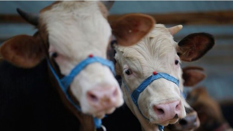 Kurban Bayramı tatili için geri sayım başladı