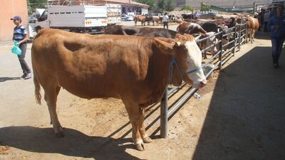 MEB'den 'kurban kesim' eğitimi