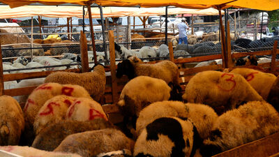 Kurban Bayramı tatili kaç gün oldu?