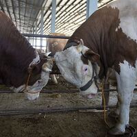 Kurban seçerken mutlaka bunlara dikkat!