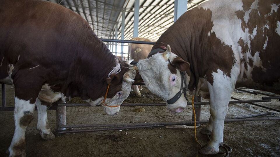 Kurban seçerken mutlaka bunlara dikkat!