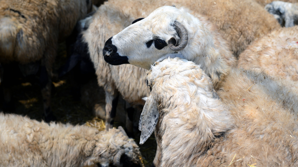 Kurbanda kurallara uymayana para cezası