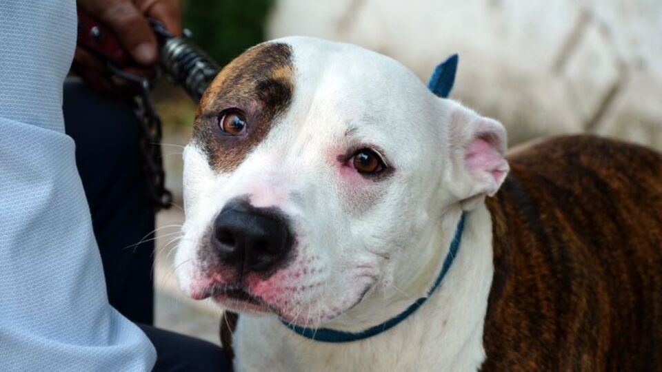 Pitbull besleyene 7 bin 802 lira ceza