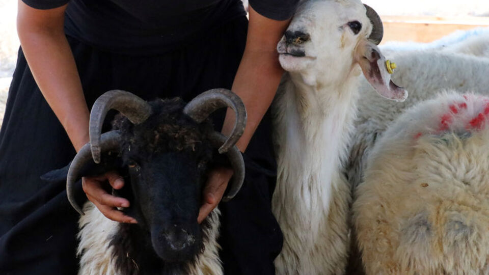 Kurban nasıl kesilir?