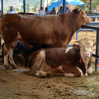 Kurban kesilirken okunacak dua