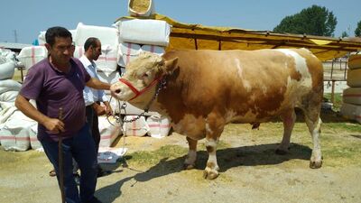 1,5 tonluk tosun 29 bin TL'ye satıldı