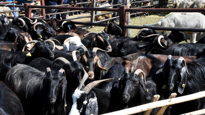 Kurban keserken okunacak dua!