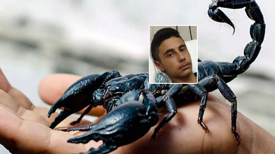 Dehşete düşüren olay! Ayakkabıya giren akrep öldürüyordu!