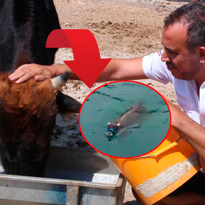 Geçen Kurban Bayramı'nda kaçan boğa Ferdinand şimdi nasıl?