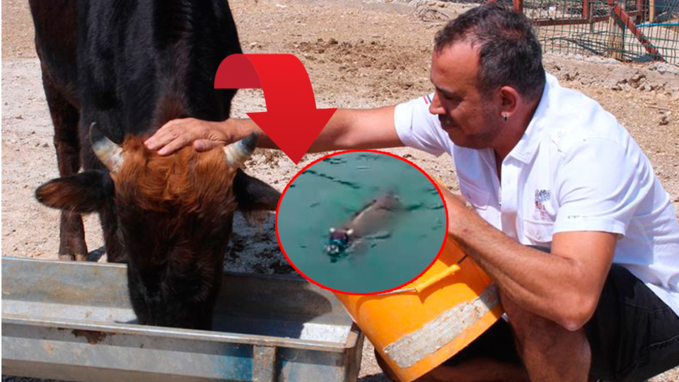 Geçen Kurban Bayramı'nda kaçan boğa Ferdinand şimdi nasıl?