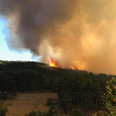 Burgazada ve Marmara Adası'nda yangın!