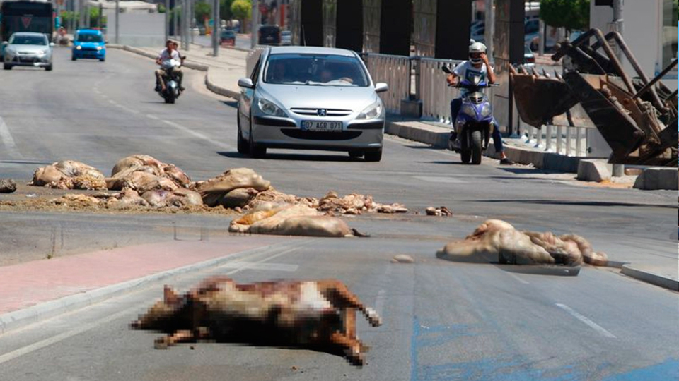 Burası turizmin başkenti!