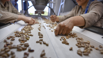 Fıstıkta rekolte düştü, fiyat arttı
