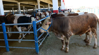 Canlı hayvan ithalatı yüzde 63 azaldı