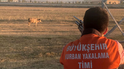 Kaçak kurbanlık "teslim" oldu!