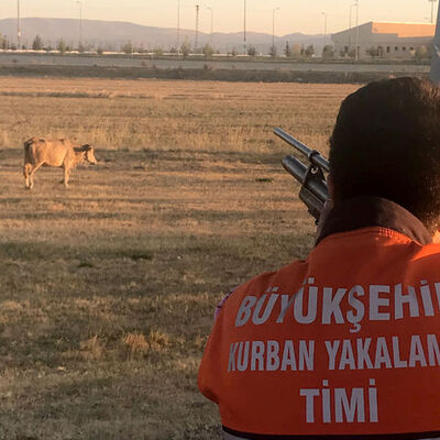 Kaçak kurbanlık "teslim" oldu!