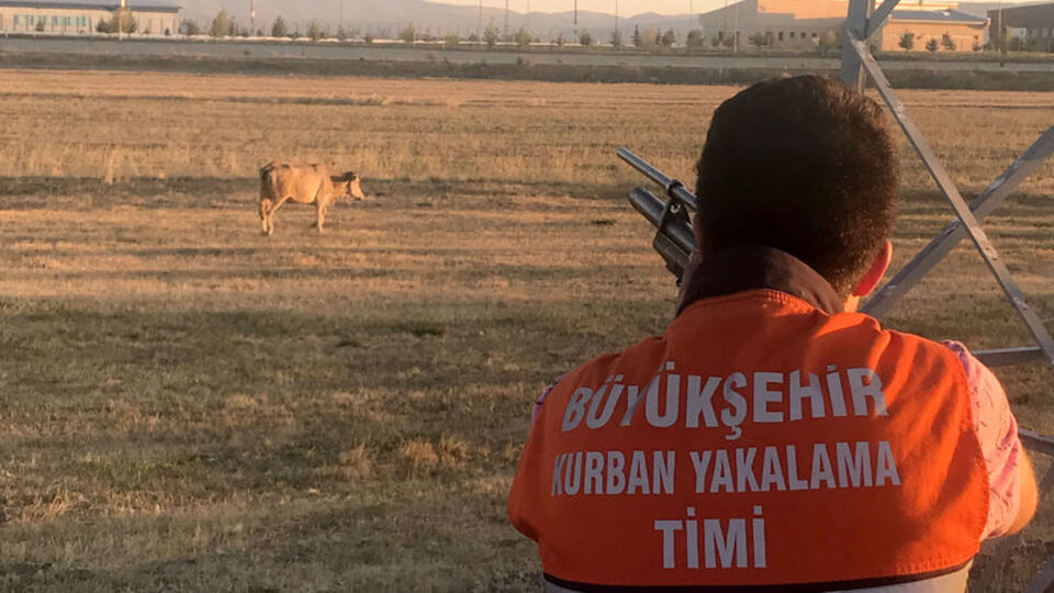 Kaçak kurbanlık "teslim" oldu!