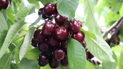 Türk meyvecilik tarihinde ilk