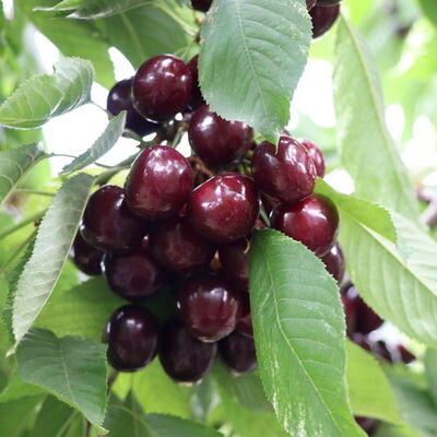 Türk meyvecilik tarihinde ilk