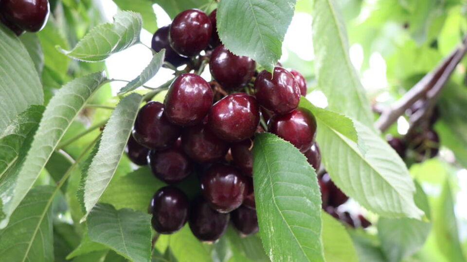 Türk meyvecilik tarihinde ilk