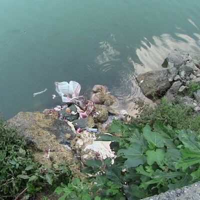 Baraj gölü hayvan organlarıyla doldu