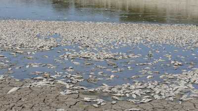 Sit alanında feci görüntü! Binlercesi kıyıya vurdu