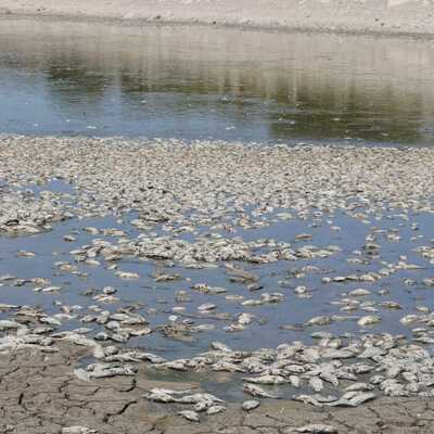 Sit alanında feci görüntü! Binlercesi kıyıya vurdu