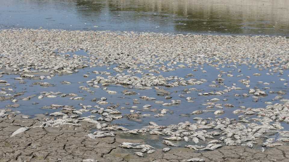 Sit alanında feci görüntü! Binlercesi kıyıya vurdu