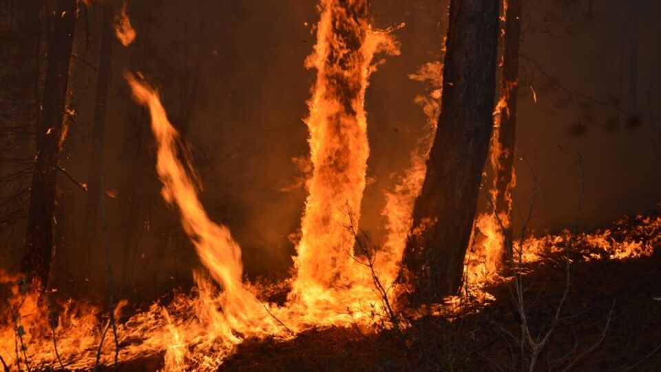 Eskişehir'de yangın! Söndürme çalışmaları sürüyor