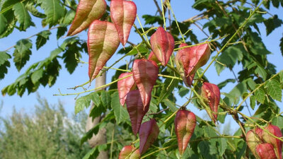 Sabun ağacı tohumu Karadeniz'de tutundu