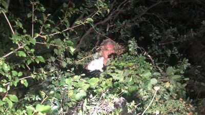 Yaralı arkadaşını yapraklarla kurtardı