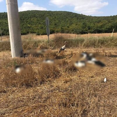 Göç yolunda toplu ölüm şoku!