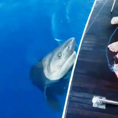 Kuzu balığı beklerken köpek balığı yakaladılar