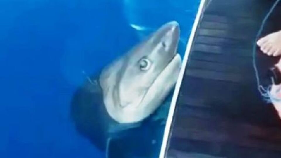 Kuzu balığı beklerken köpek balığı yakaladılar