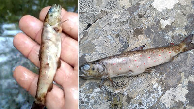 Dereye elektrik vererek balık katliamı yapıldı