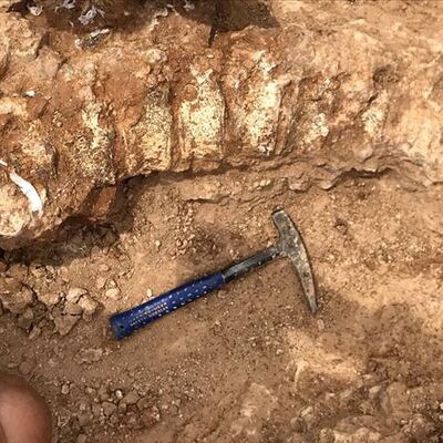 Yeni Zelanda'da buldular! İnsan boyunda...