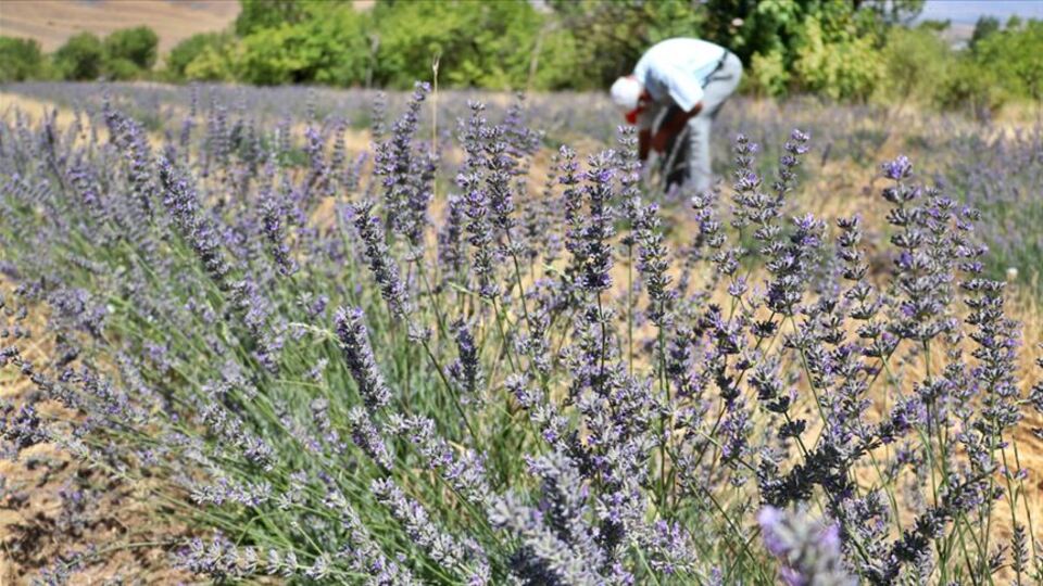 Üretimi desteklerle artıyor