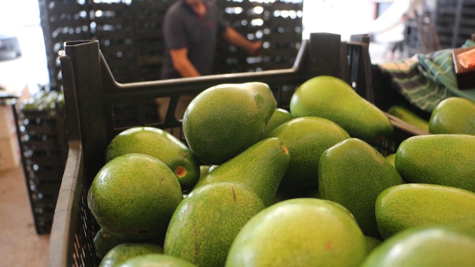 Tropikal meyve üreticilerinde hedef Avrupa pazarı