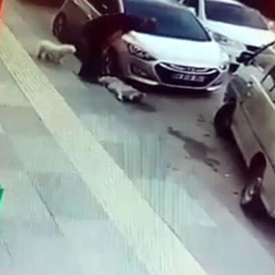 Köpeğe vicdansız tekme!