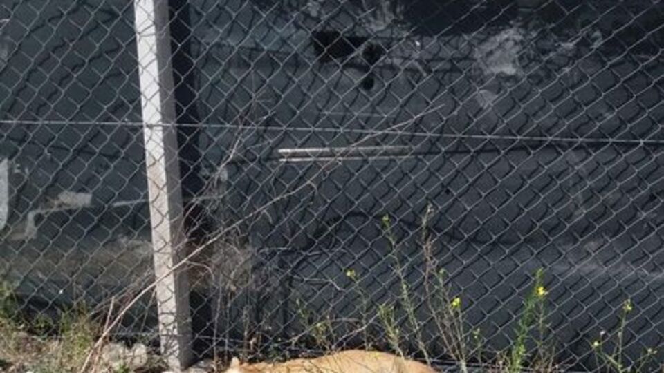 Et yiyerek zehirlenen 3 köpek öldü