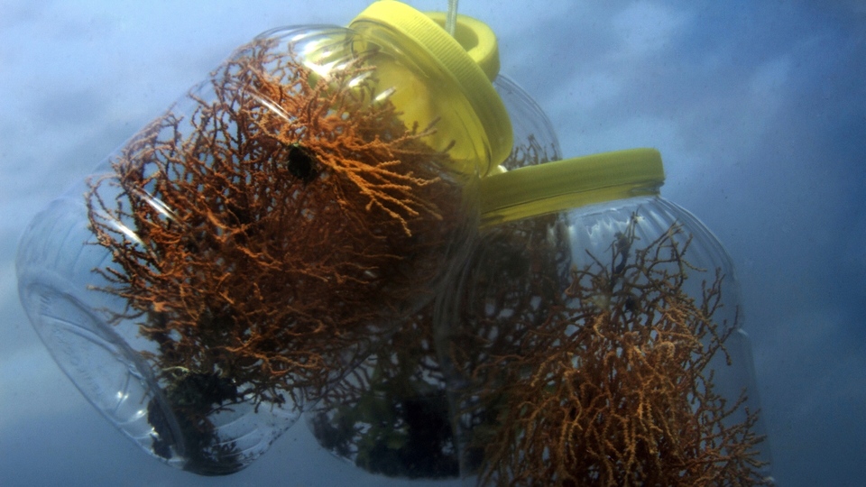 Su altı yaşamı 'Derin Akıntı'da