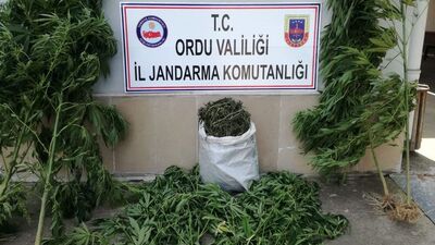 Ordu'da izinsiz kenevire suçüstü