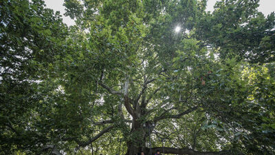 Osmanlı'nın altı asırlık çınarı!