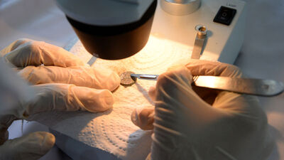 Çoğu Mısır'dan gelmiş! Dikkatle incelendi