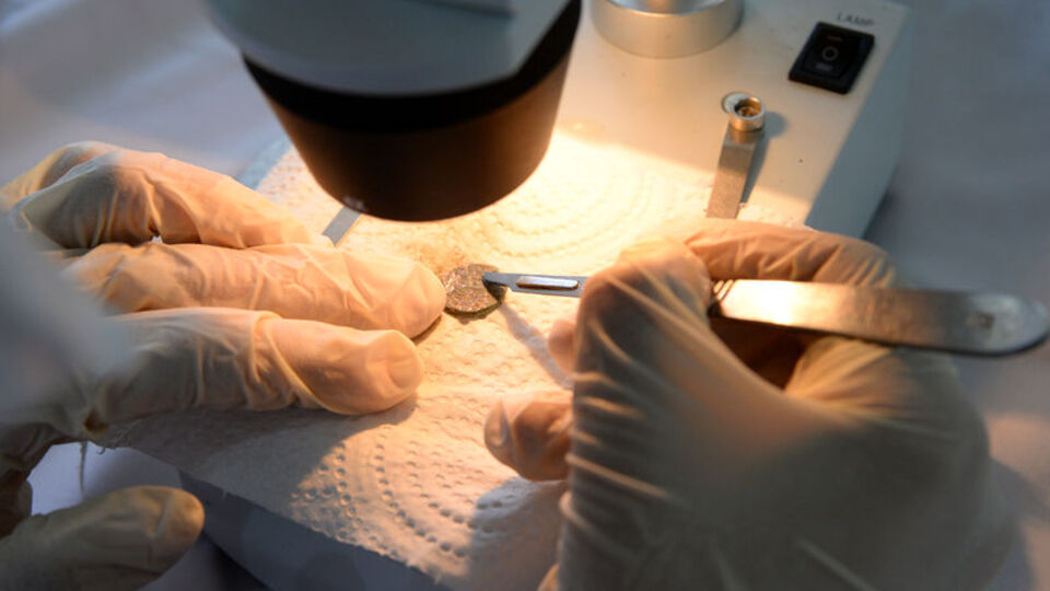 Çoğu Mısır'dan gelmiş! Dikkatle incelendi